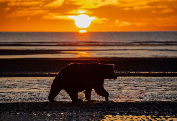 Jones, Adam 아티스트의 Adult grizzly bear silhouetted on beach at sunrise-Lake Clark National Park and Preserve작품입니다.